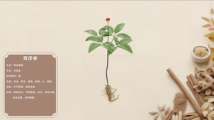 中草药西洋参