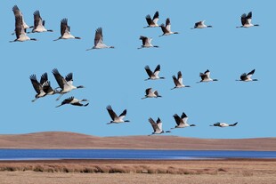 群鸟翱翔于蓝天之下 海鸥素材