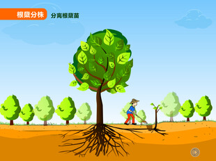 根蘖分株
