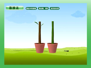 园林靠接法