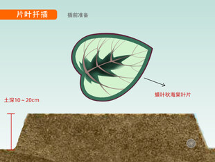 片叶扦插