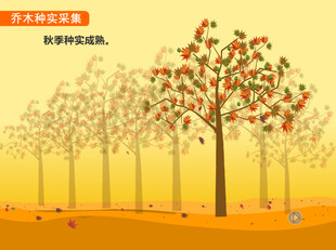 乔木种子采集