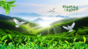 茶山