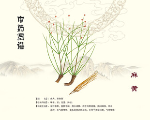 中药麻黄图示