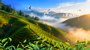 梯田茶园