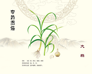 中药大蒜展示图