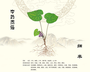 中药植物细辛