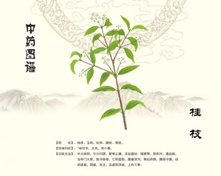 中药桂枝