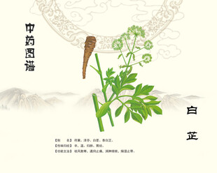 白芷中药材图示