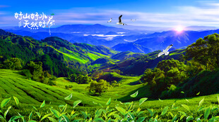 茶山