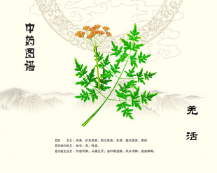 中药羌活图示