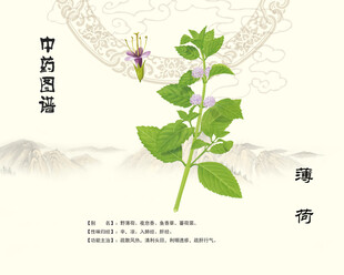 中草药薄荷植株特写