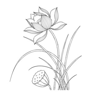 白描荷花图  矢量图
