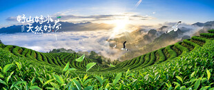 茶山茶园