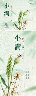 小满时节植物插画图