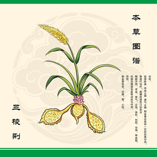 本草纲目之三棱荆