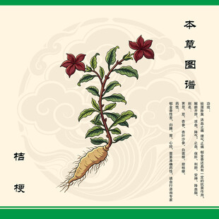 桔梗根草药插画展示