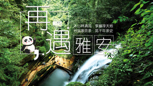 雅安山水间的熊猫奇遇