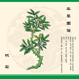 手绘枳实本草植物图