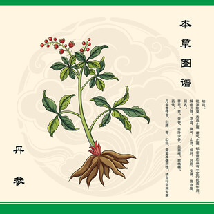 传统本草图鉴之丹参插画