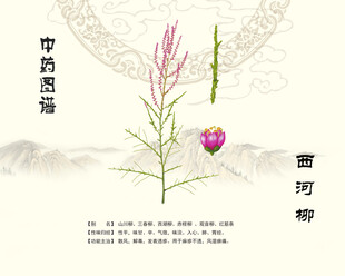 西河柳中草药植物图