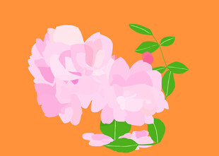 粉色花卉
