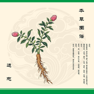 远志植物图示