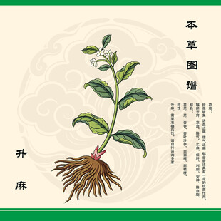 升麻中草药图