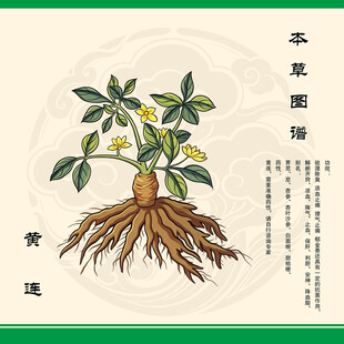 本草图鉴之黄连植物图