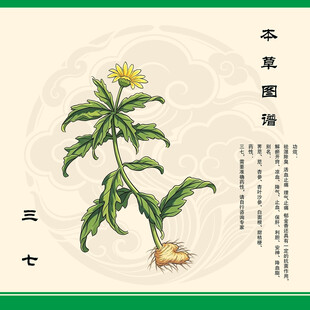 三七中草药三七