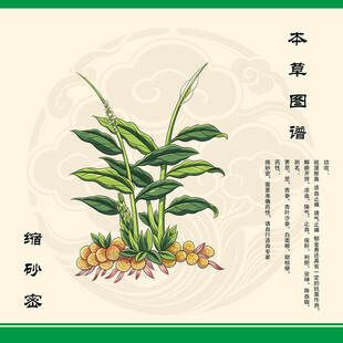 缩砂密本草纲目