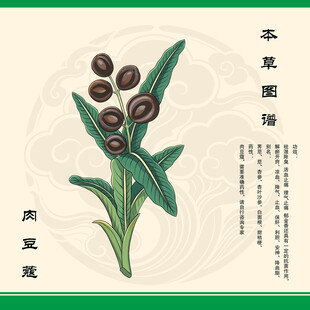 肉豆蔻手绘图鉴