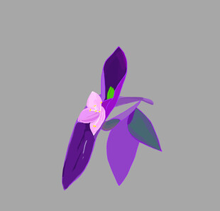 紫色花插画