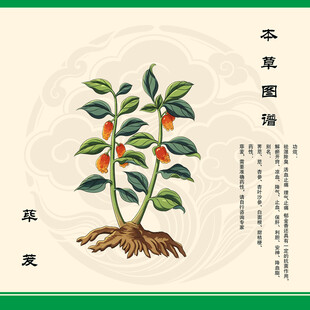 荜茇手绘草本草图鉴