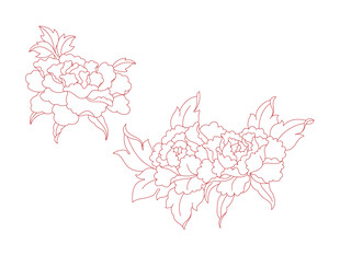 牡丹花