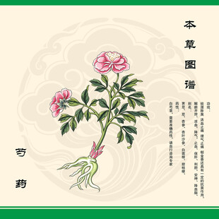 手绘芍药图白芍
