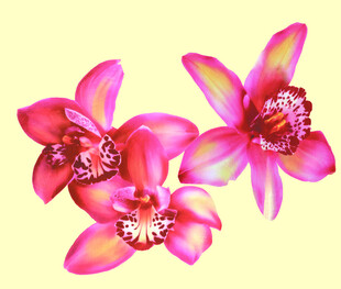 数码印花花朵