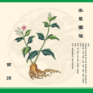 传统本草图鉴之当归