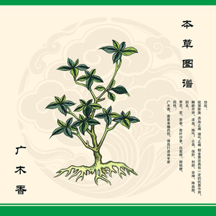 广木香植物手绘图鉴
