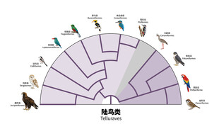 陆鸟类进化树展示多样物种