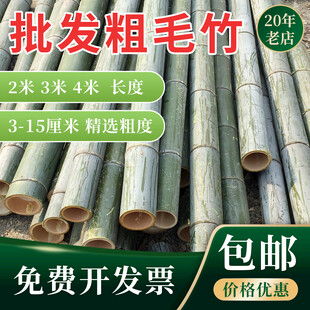 竹子主图设计 粗毛竹