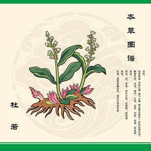 本草杜若中草药杜若
