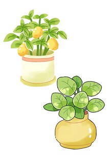 两盆绿植盆栽