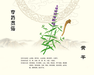 黄芩中药黄岑
