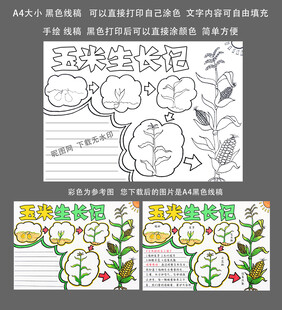 玉米生长过程观察日记a4大小