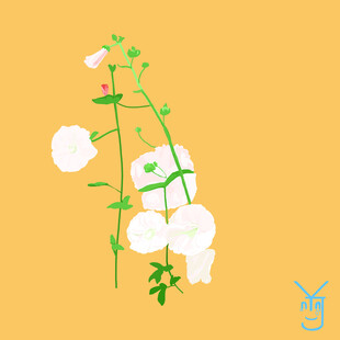黄色背景上的白色花朵插画