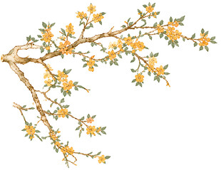 金黄花枝插画