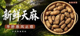 新鲜天麻