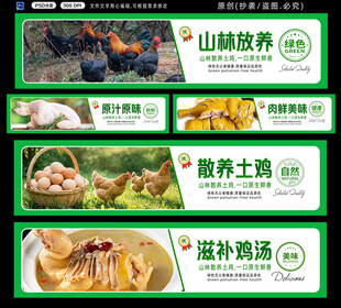  散养土鸡 