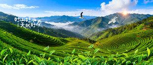 茶山